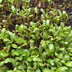 Coco pith for horticulture